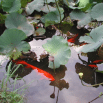 Jardin botanique de Rome : Belle balade au vert [Trastevere]