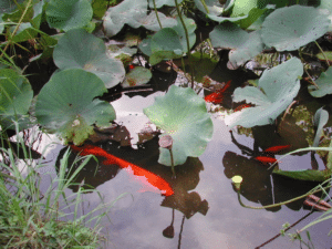 Jardin botanique de Rome : Belle balade au vert [Trastevere]