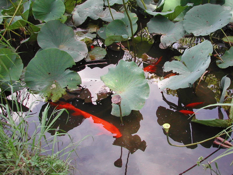 Lire la suite à propos de l’article Jardin botanique de Rome : Belle balade au vert [Trastevere]