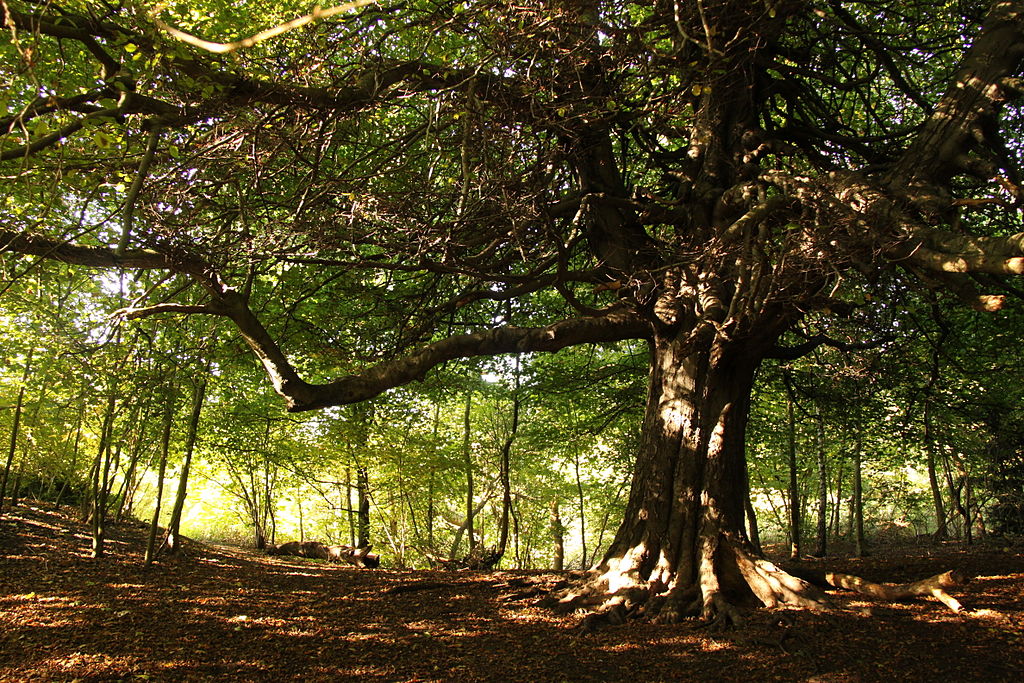 Lire la suite à propos de l’article Parc Hampstead heath à Londres : Partez à la campagne