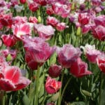 Aéroport d&rsquo;Eindhoven : Navette pour rejoindre Amsterdam