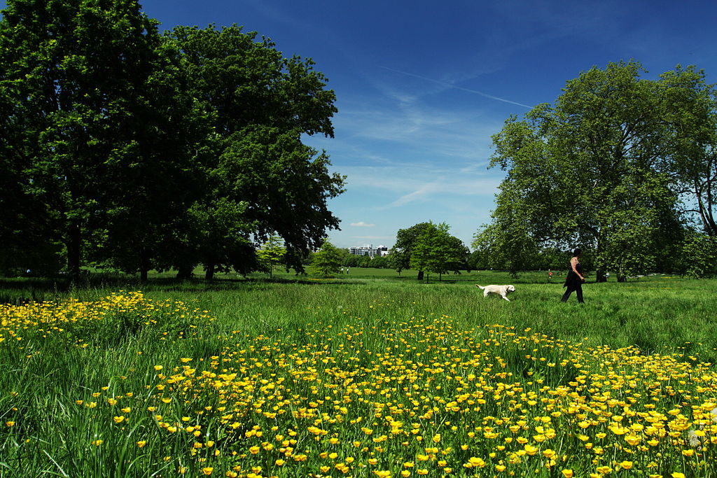 En été dans le Regent's park à Londres.