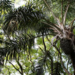 Jardin botanique de Belem à Lisbonne : Autre merveille du quartier