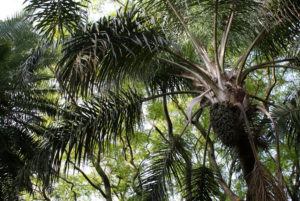 Jardin botanique de Belem à Lisbonne : Autre merveille du quartier