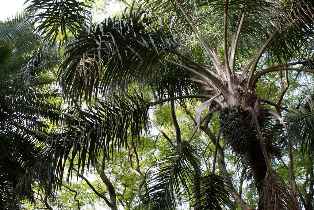 Lire la suite à propos de l’article Jardin botanique de Belem à Lisbonne : Autre merveille du quartier