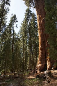 Sequoia National Park, la forêt de géants