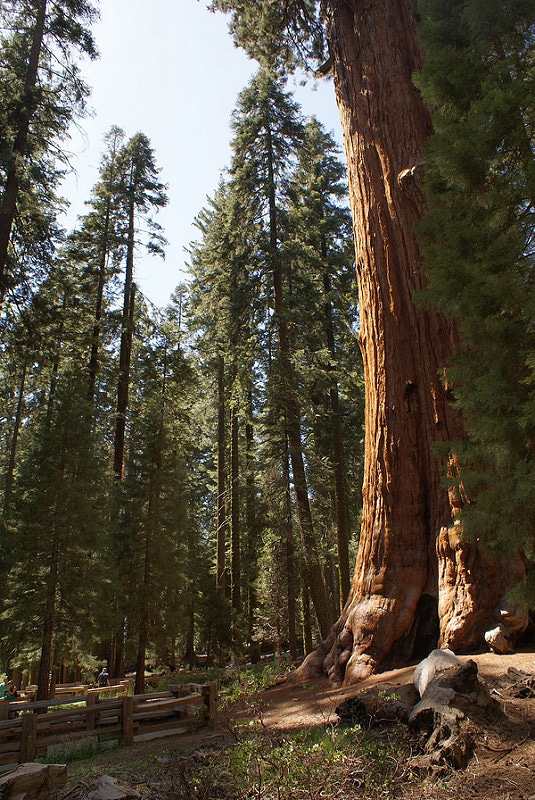 You are currently viewing Sequoia National Park, la forêt de géants