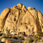 Joshua Tree National Monument : Désert et arbres bizarres