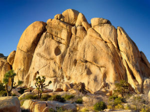 Joshua Tree National Monument : Désert et arbres bizarres