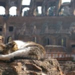 Rome et ses chats, leur histoire et où les trouver ?