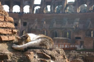 Rome et ses chats, leur histoire et où les trouver ?
