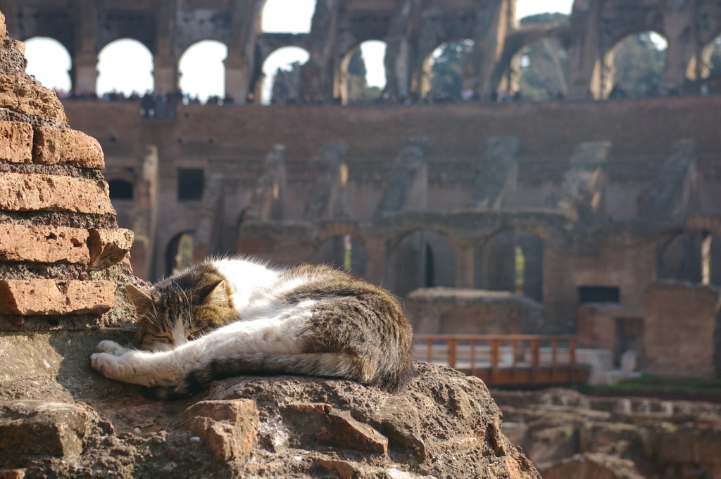 Lire la suite à propos de l’article Rome et ses chats, leur histoire et où les trouver ?