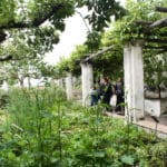 Jardin botanique de la Minerva à Salerne (côte Amalfitaine)