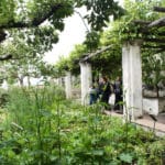 Jardin botanique de Minerve à Salerne (côte Amalfitaine)