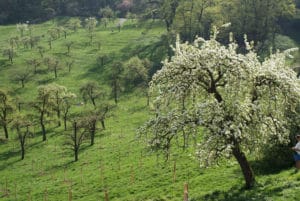 Parc de Petrin à Prague : Un air de campagne [Mala Strana]