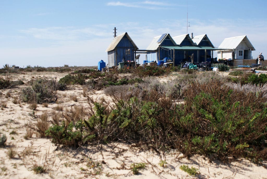 Sur l'île déserte ou Ilha deserta près de Faro dans le Rio Formosa.