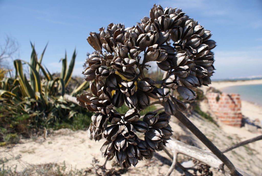 Grape de fleurs séchées d'une agave.