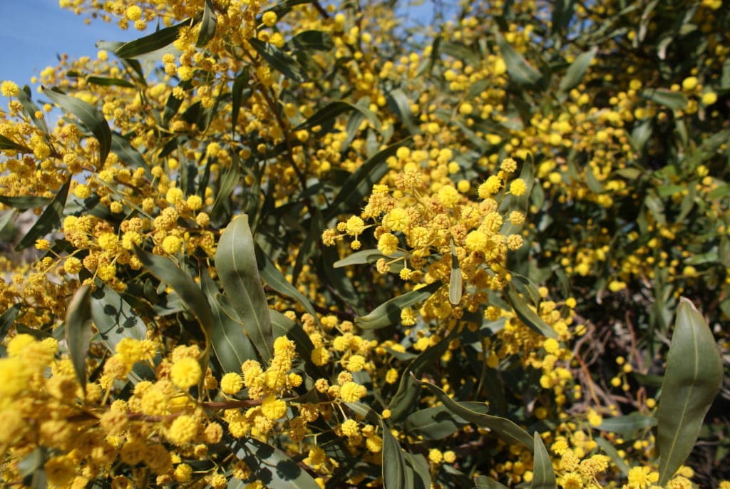 Mimosa en fleurs sur l'ilha de Culatra.