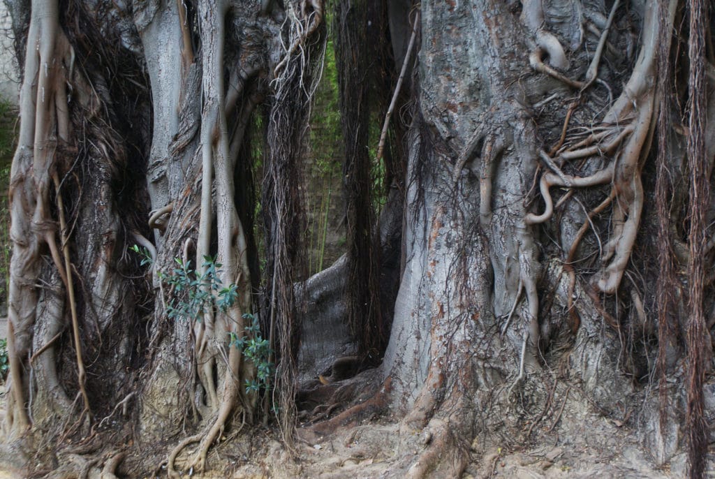 Ecorce du ficus macrophyllia dans le jardin du palais de las Duenas à Séville.