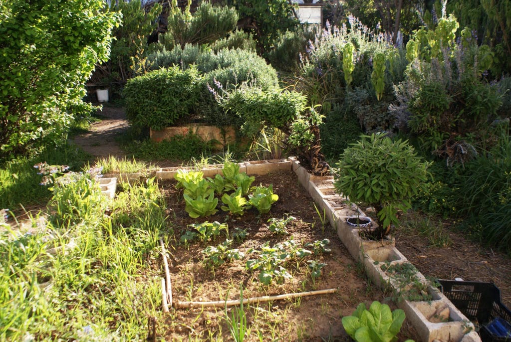 Dans la partie "potager" du jardin partagé d'El Huerto del Rey Moro à Séville.