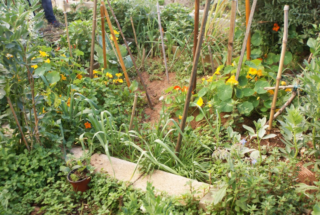 Capucines et plantes diverses dans le jardin du roi Maure à Séville.