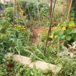 Jardin du roi Maure à Séville : Jardin partagé luxuriant [Alameda]