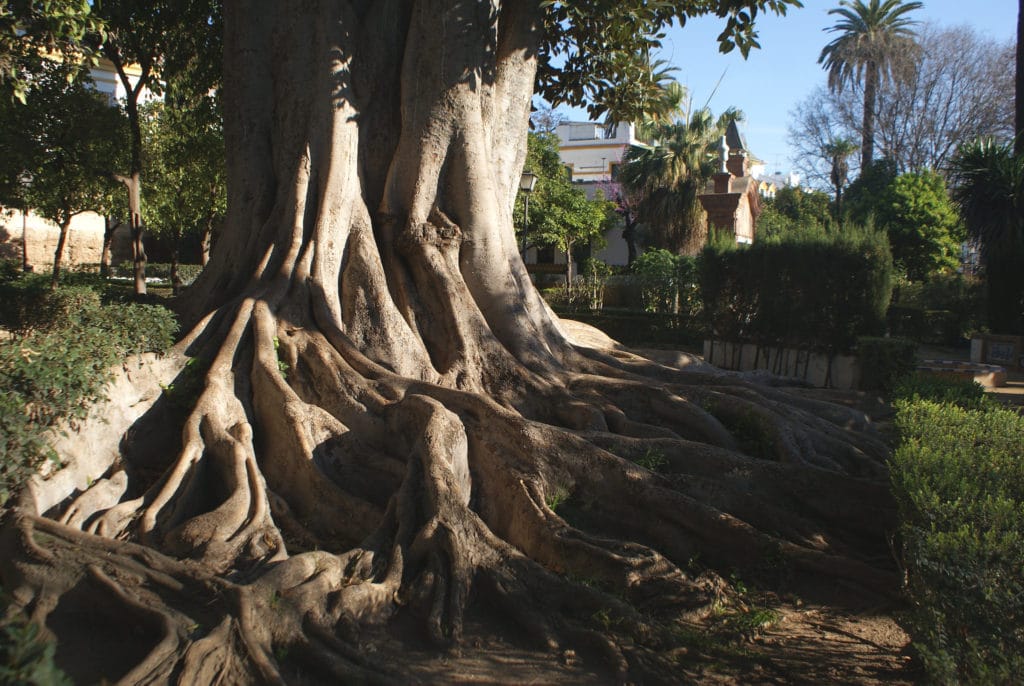 tentaculaire figuier de la baie de Moreton (Ficus macrophylla) dans les Jardins de Murillo à Séville.