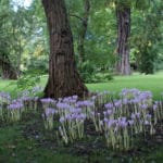 Insolite jardin botanique Landbohøjskolens à Copenhague [Frederiksberg]