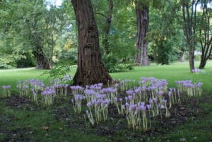 Insolite jardin botanique Landbohøjskolens à Copenhague [Frederiksberg]