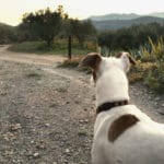Visiter la Sierra Nevada en Andalousie