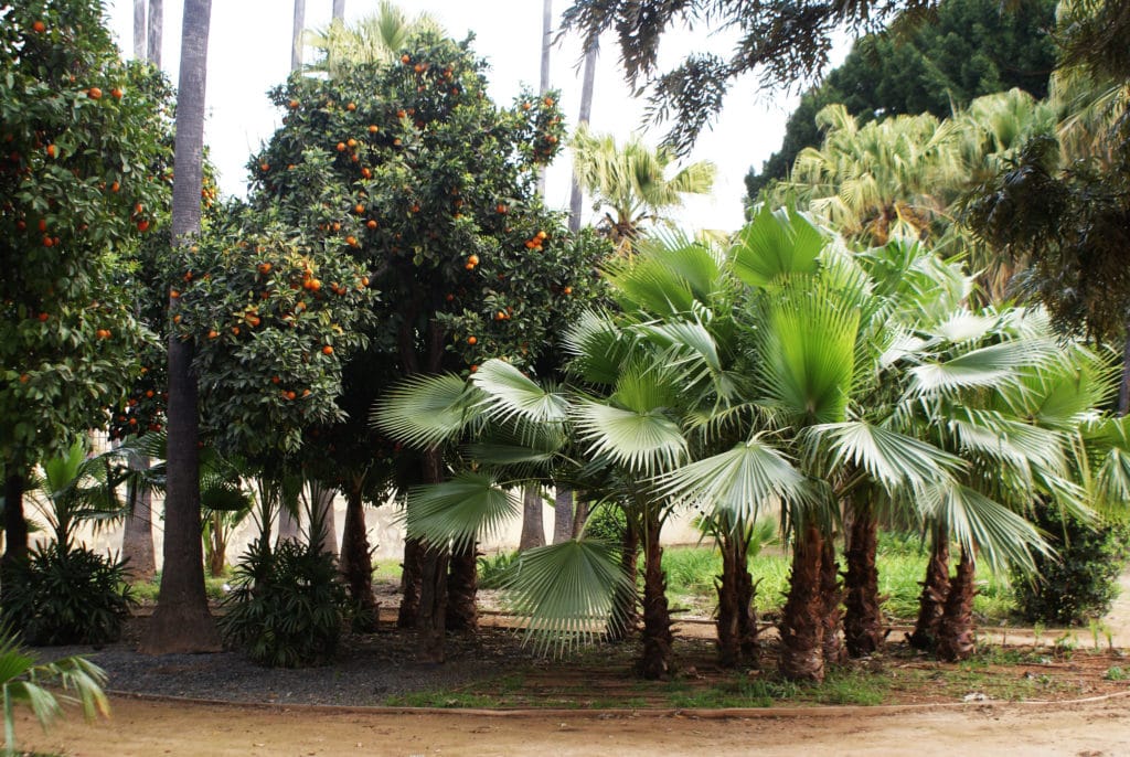 Végétation luxuriante dans le parc Maria Luisa de Séville.