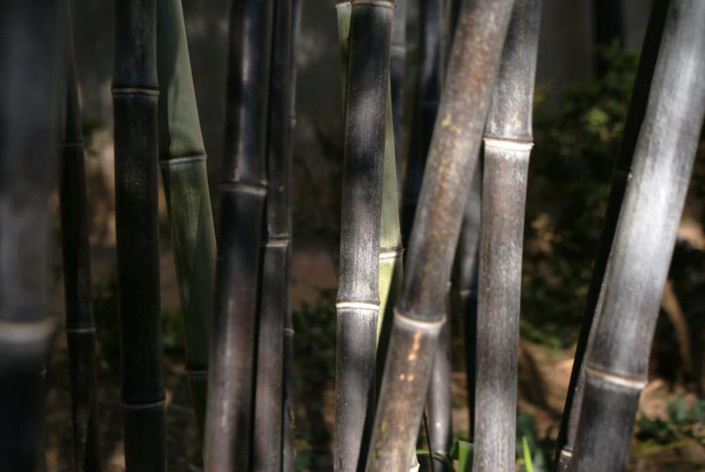 Dans le jardin botanique de Grenade.