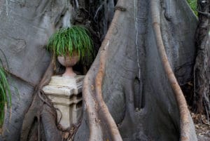 Jardin botanique désuet de Palerme: Agrumes, ficus gigantesque…