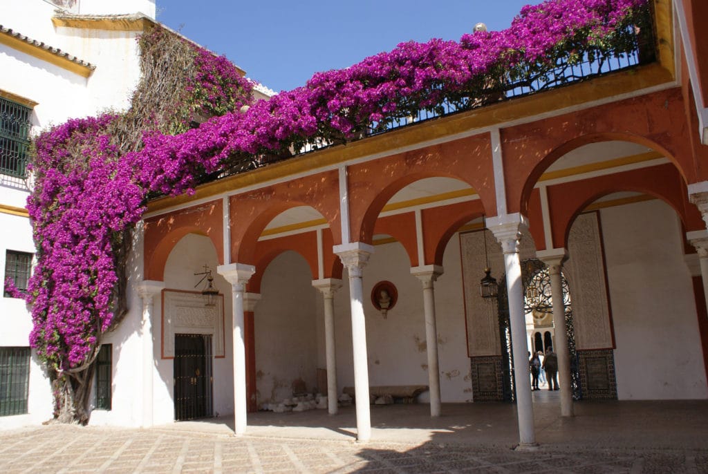 Bougainvillier sur une galerie de la Maison de Pilate à Séville.