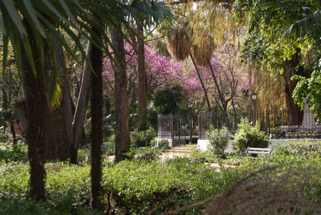 Arbre de judée en fleur dans le parc Maria Luisa de Séville.