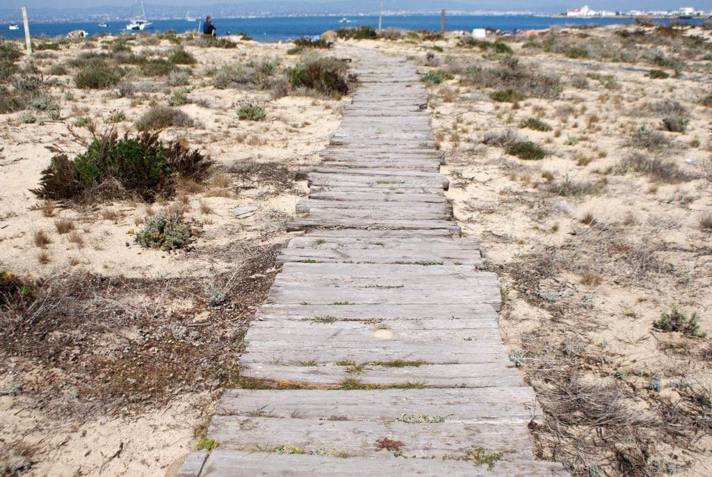 Sur l'île déserte ou Ilha deserta près de Faro dans le Rio Formosa.