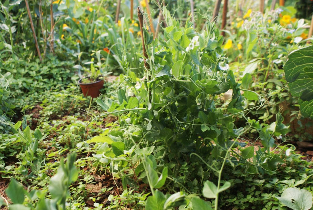 La folie des pois dans le jardin du Roi maure à Séville.