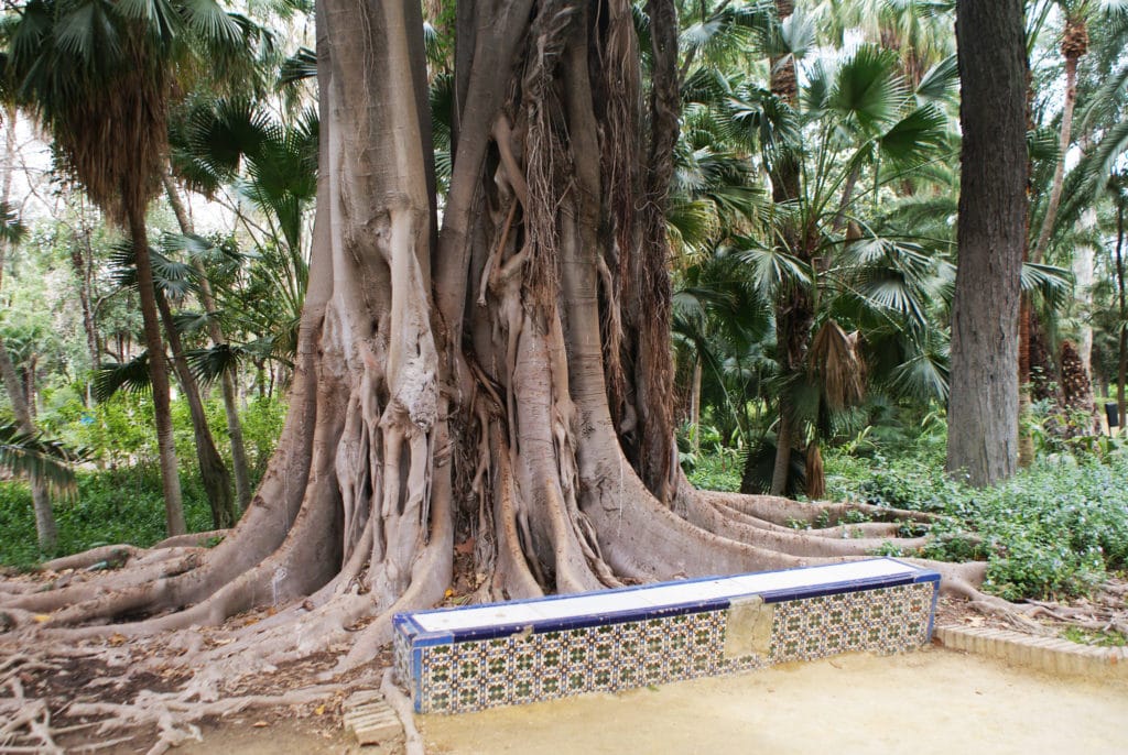 A côté des hommes et parfois contre leur oeuvre la nature a nourri des monstres comme le ficus macrophylla du parc Maria Luisa de Séville.