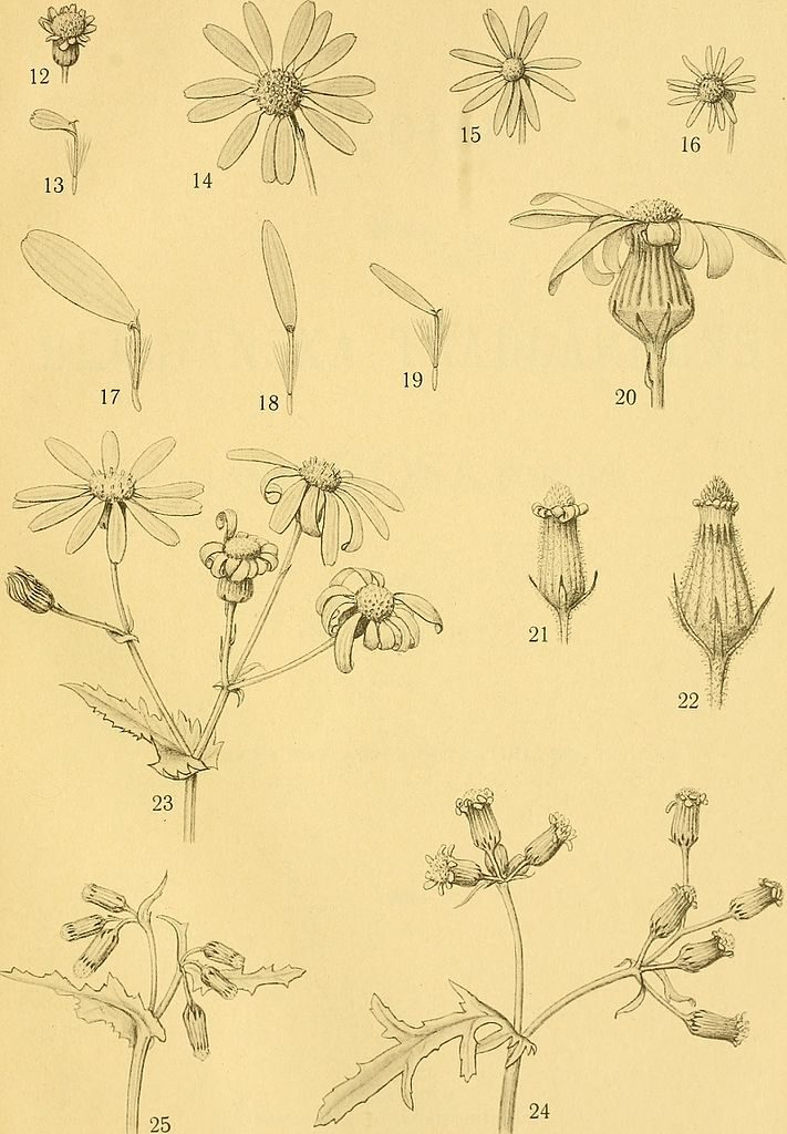 Dessin botanique du jardin botanique Bergianska de Stockholm. 