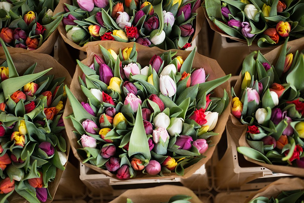 Tulipes au Bloemenmarkt, marché aux fleurs dans le quartier des canaux à Amsterdam - Photo d'Alice Achterhof