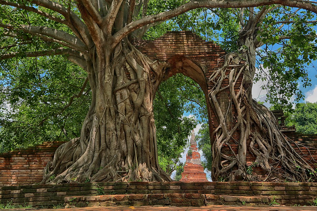 Nature luxuriante et toute puissante au Wat Phra Ngarm -Photo de Chaiyathat - Licence ccbysa 4.0