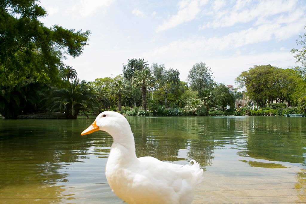 Photobomb de Canardo dans le parc de la Ciutadella dans le quartier de la Ribera à Barcelone - Photo de thierrytutin