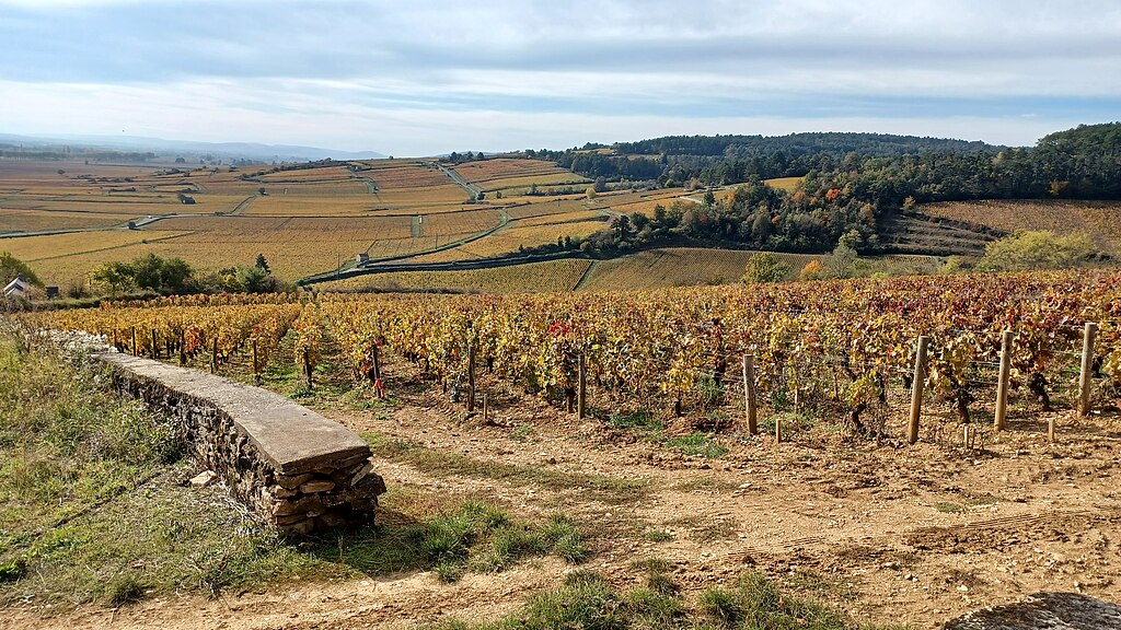 Paysage de vigne autour de Beaun en Bourgogne - Photo de Lantus lantus - Licence ccbysa 3.0