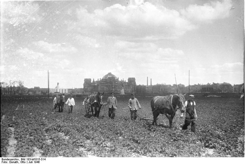 Le parc du Tiergarten à Berlin est à l'été 1946 est un énorme potager : On devine les ruines du Reichstag derrière les laboureurs du milieu.