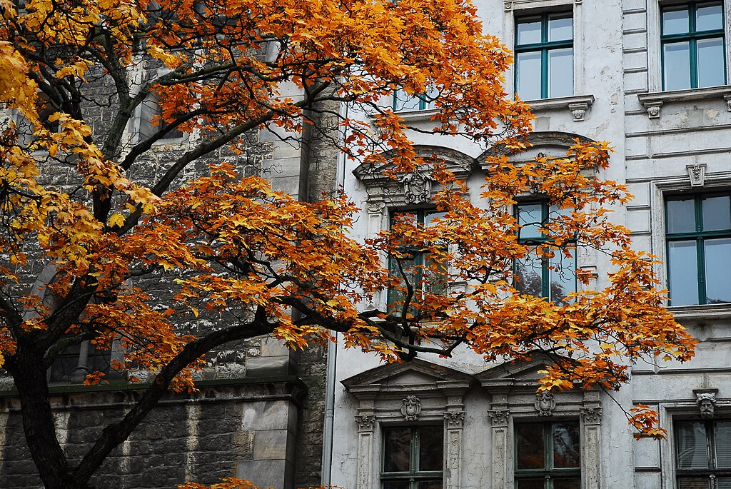 Rue et arbre à l’automne du quartier de Prenzlauer Berg à Berlin – Photo de Aidexxx