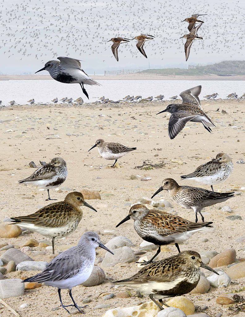 Bécasseau variable - Photo montage de Richard Crossley