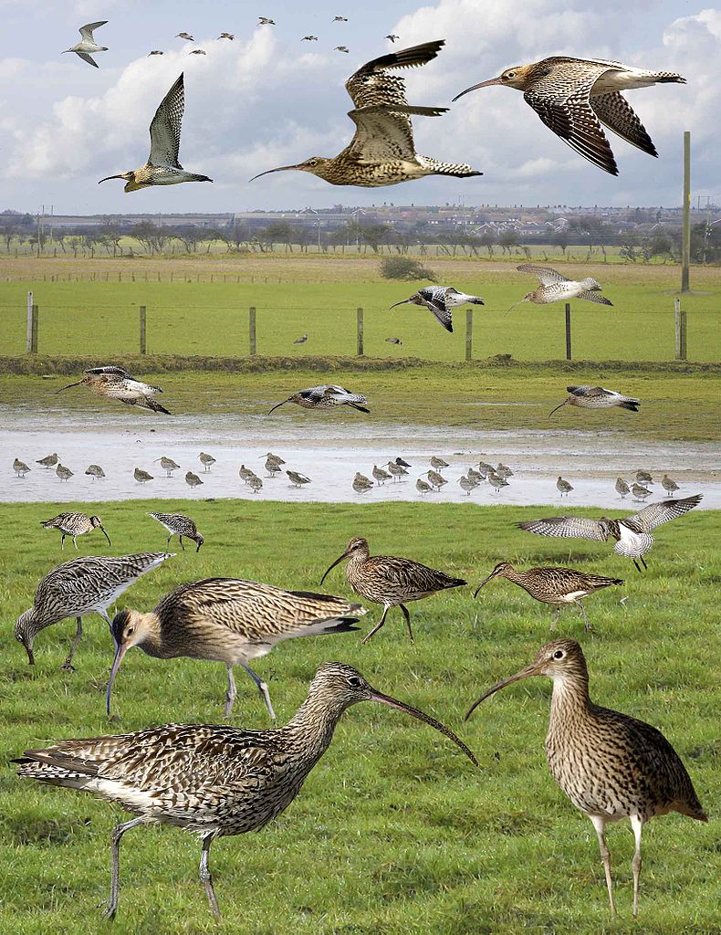 Courlis cendré - Photo montage de Richard Crossley