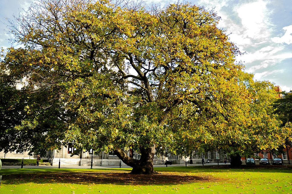 Arbre remarquable dans le College Park de Dublin - Photo de Roman Kharkovski