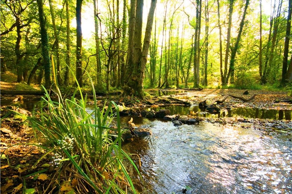 Lieux d'inspiration pour la création d'Harry Potter : Rivière dans la Forest à Dean - Photo de Tom C