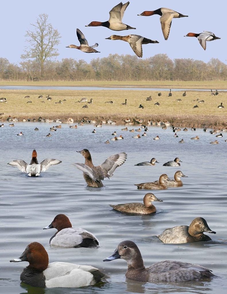 Fuligule Milouin - Photo montage de Richard Crossley